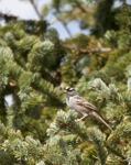 White crowned Sparrow 4233